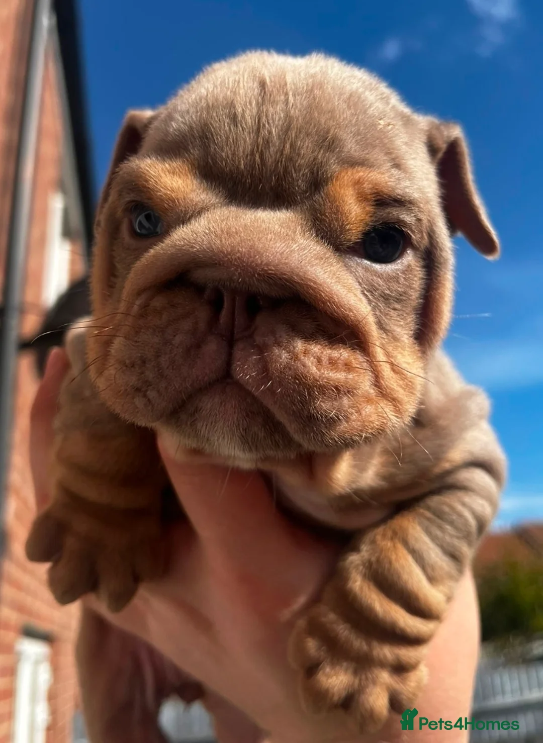 English Bulldog dogs for sale: English Bulldog Puppies in Sittingbourne - Advert 2