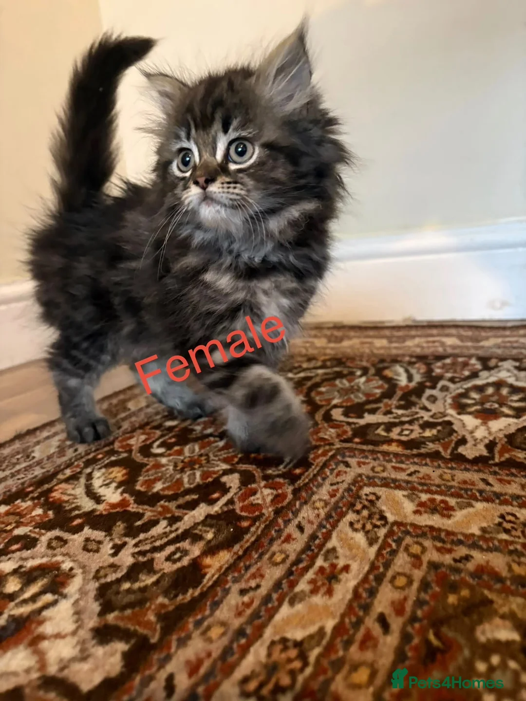 Mixed Breed cats for sale: 🐱 Persian+MaineCoon Kittens – Playful & Fluffy 🐱 - Advert 2