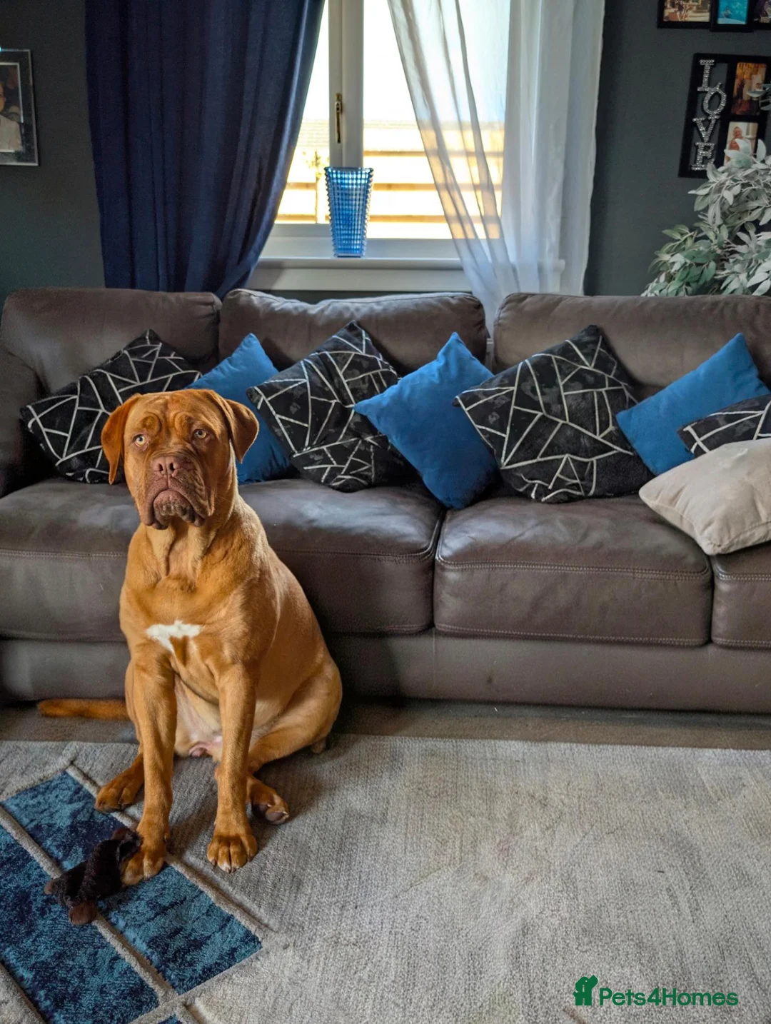 Dogue De Bordeaux dogs for sale: Thor and storm  in Mauchline - Advert 2
