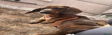 Miniature Dachshund 