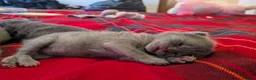 Russian Blue cats for sale: 3 beautiful Russian blue kittens  - Advert 5