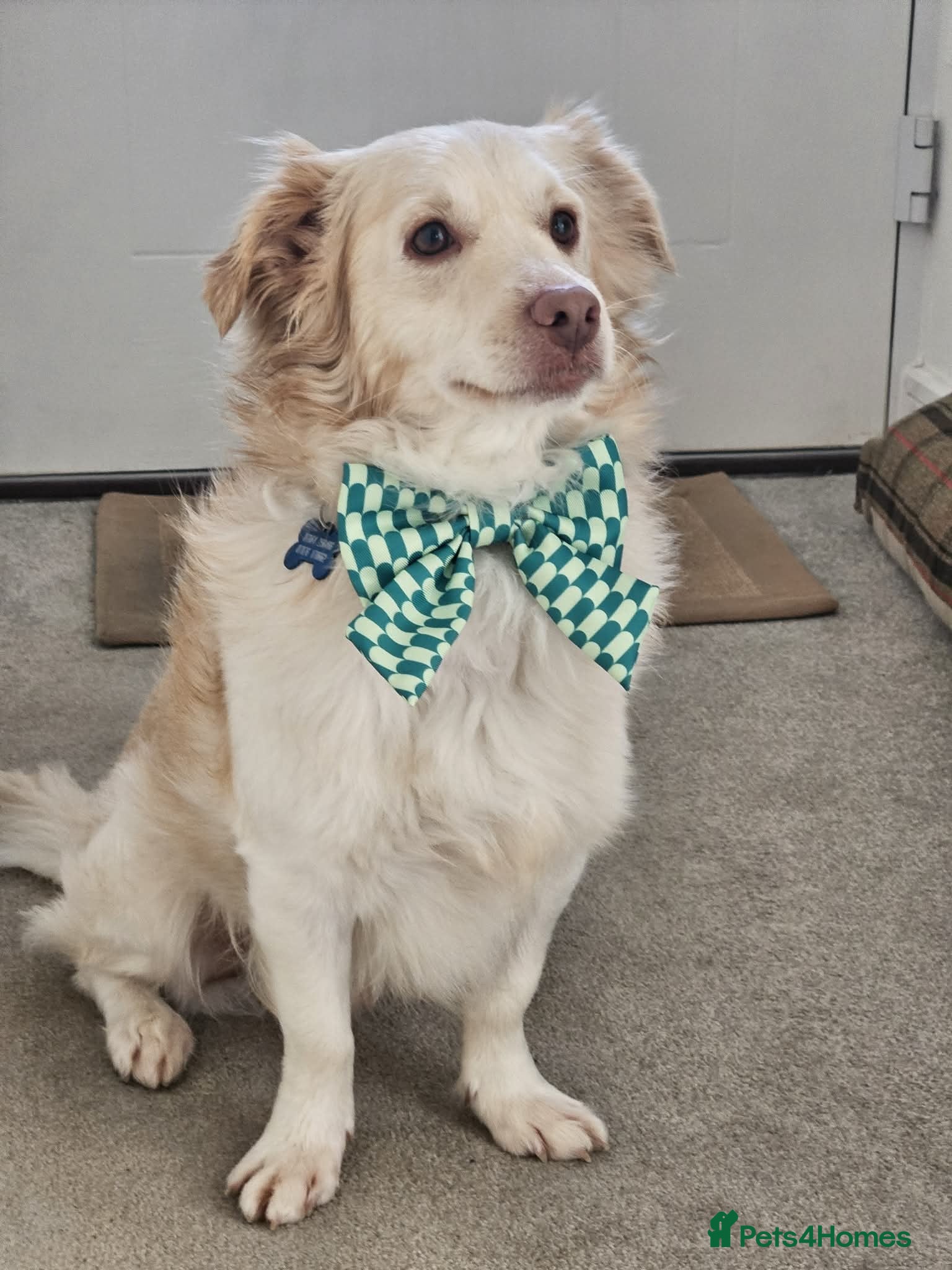 Mixed Breed dogs Monty needs his forever home - Advert 1