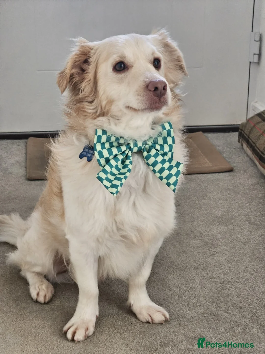 Mixed Breed dogs for adoption: Monty needs his forever home in Biggleswade - Advert 1