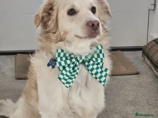 Mixed Breed dogs Monty needs his forever home - Advert 1