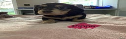 Miniature Dachshund dogs for sale: PRA Clear Mini Longhair Dachshund Pups Cream Red.. - Advert 37