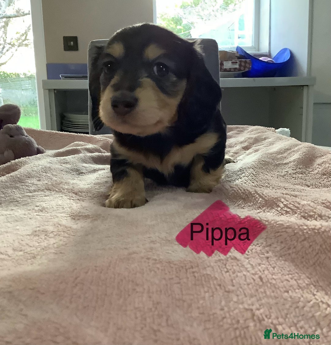 Miniature Dachshund dogs for sale: PRA Clear Mini Longhair Dachshund Pups Cream Red.. - Advert 37