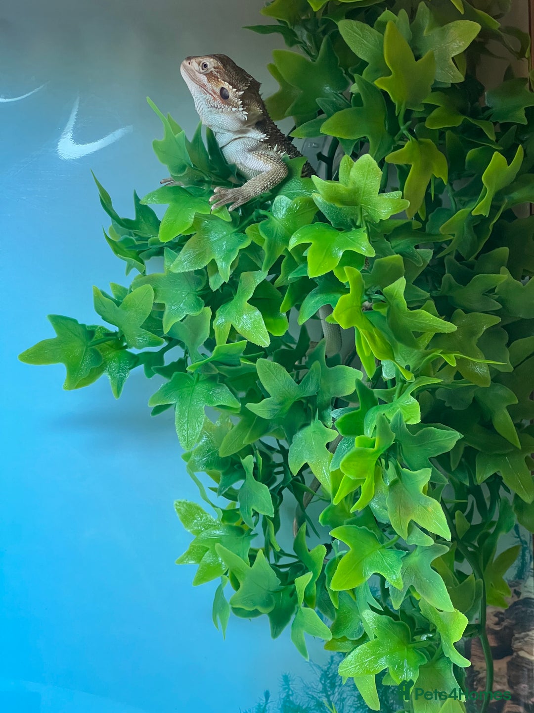 Dragon reptiles for sale: Genetic Stripe Bearded Dragon + FULL SETUP  - Advert 7