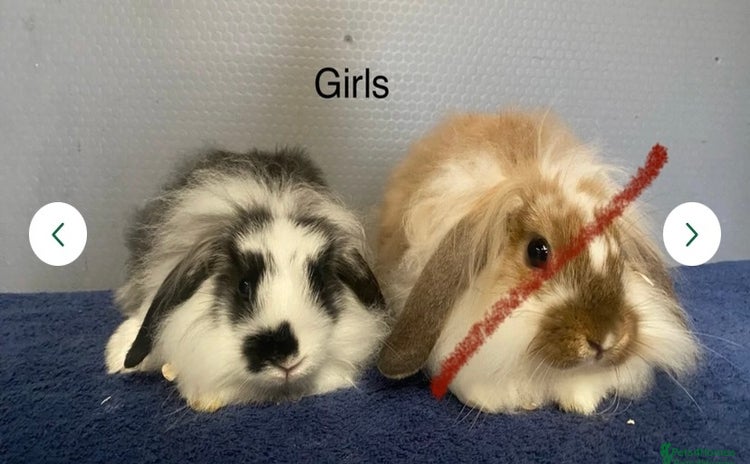 Lionhead rabbits - Advert 2