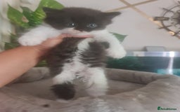Mixed Breed cats for sale: Stunning  kittens looking  4 new home - Image 7