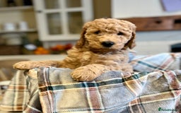 Mini Goldendoodle dogs for sale: Miniature Goldendoodle F1b Puppies - Image 8