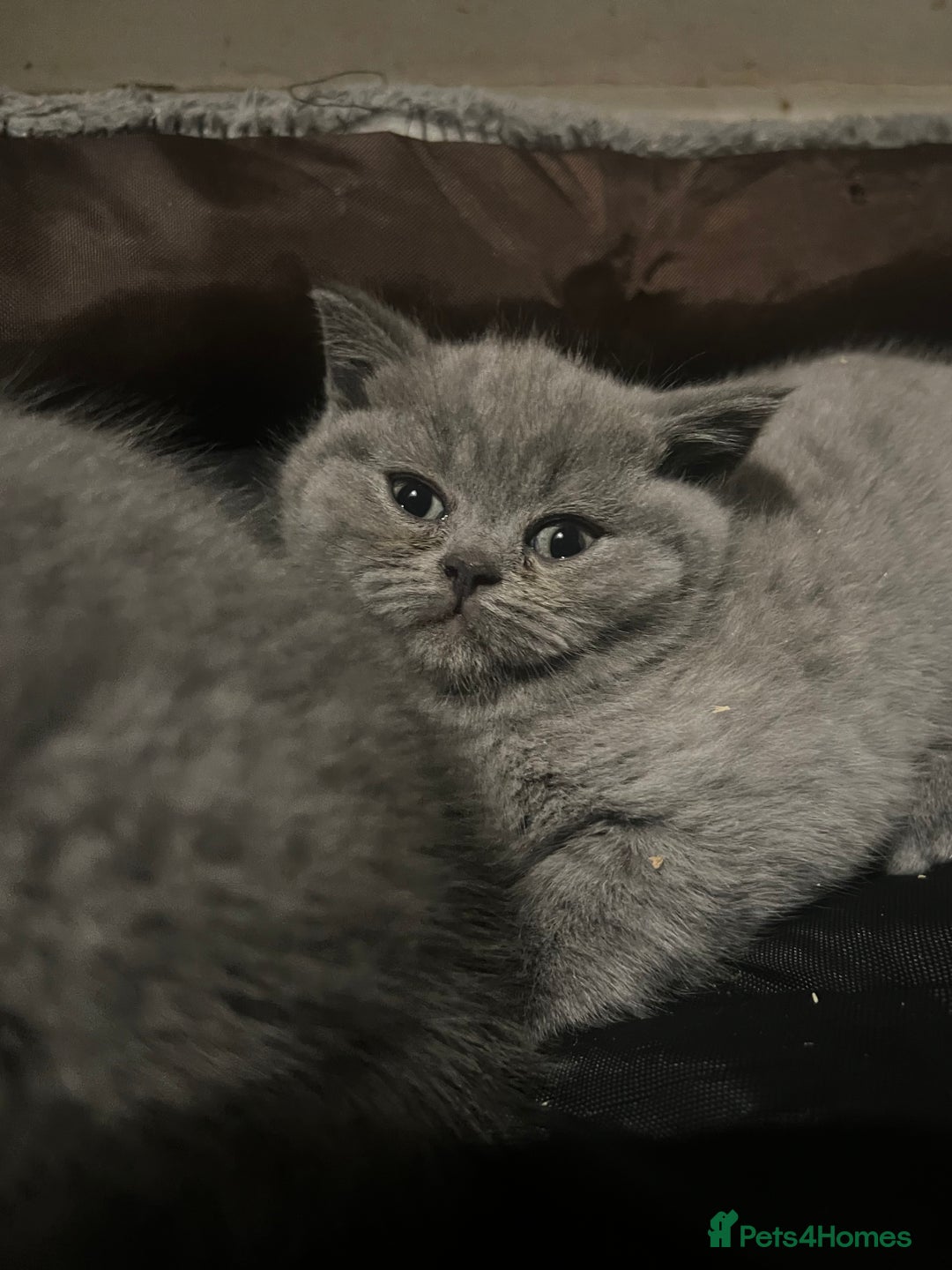 British Shorthair cats for sale: Beautiful BSH Kittens / GCCF registered  - Advert 17