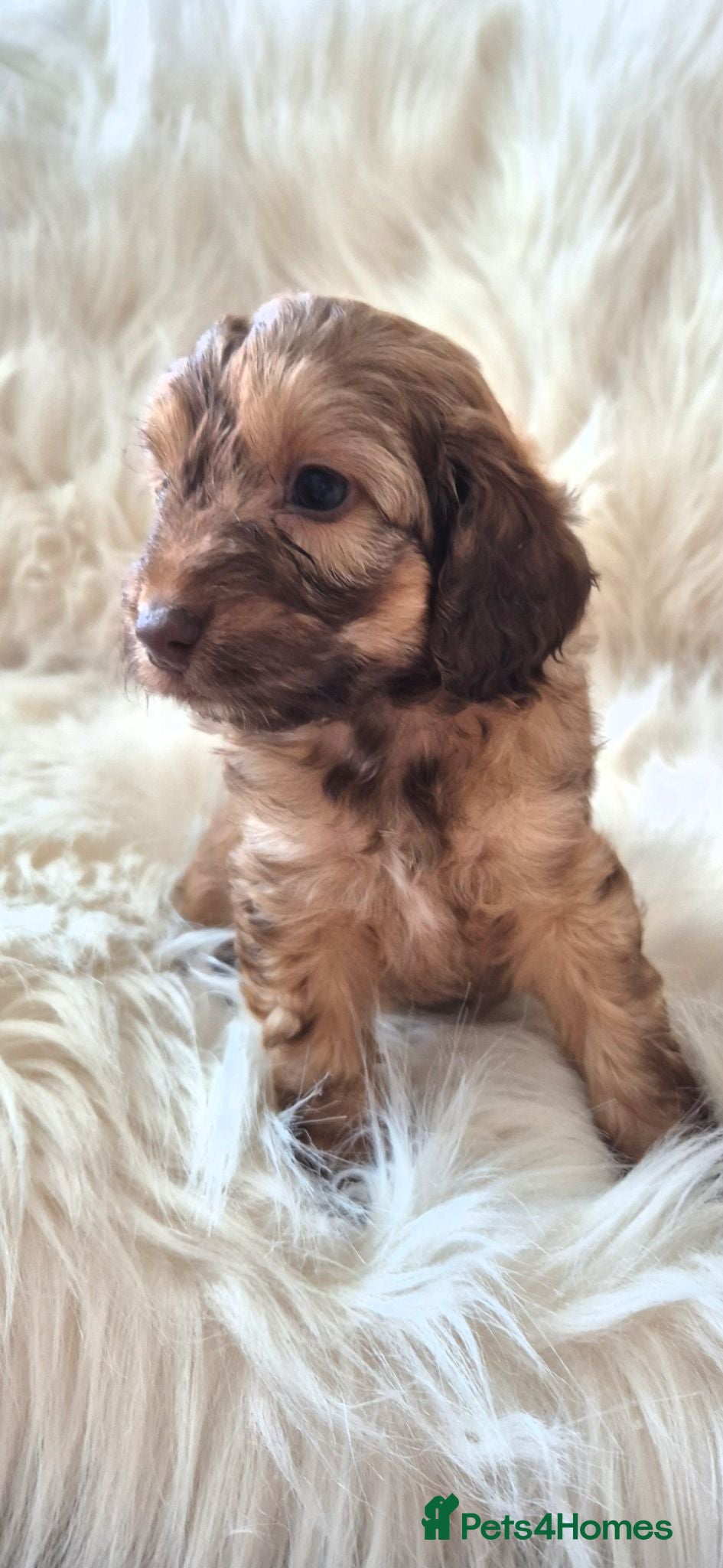 Cockapoo dogs Cockapoo pups choc/merle 1 GIRL & 2 BOYS LEFT - Advert 2