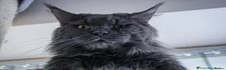 Maine Coon cats for sale: Maine coon - Advert 3