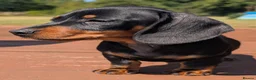 Miniature Dachshund dogs for sale: Quality KC/ PRA clear Miniature Dachshund Puppies  - Advert 29