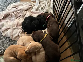 Labrador Retriever dogs x9 Labrador Puppies - Advert 4
