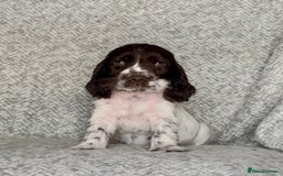 Cocker Spaniel dogs for sale: Ready Now! KC Show Type Cocker Spaniel Pups  - Image 9