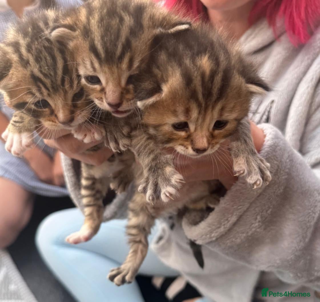 Mixed Breed cats 3 Stunning half bengal + Tabby Kittens - Advert 10