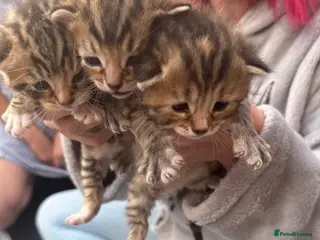 Mixed Breed cats 3 Stunning half bengal + Tabby Kittens - Advert 10
