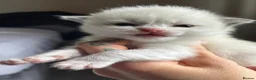 Ragdoll cats for sale: Beautiful TICA Ragdoll Kittens  - Advert 3