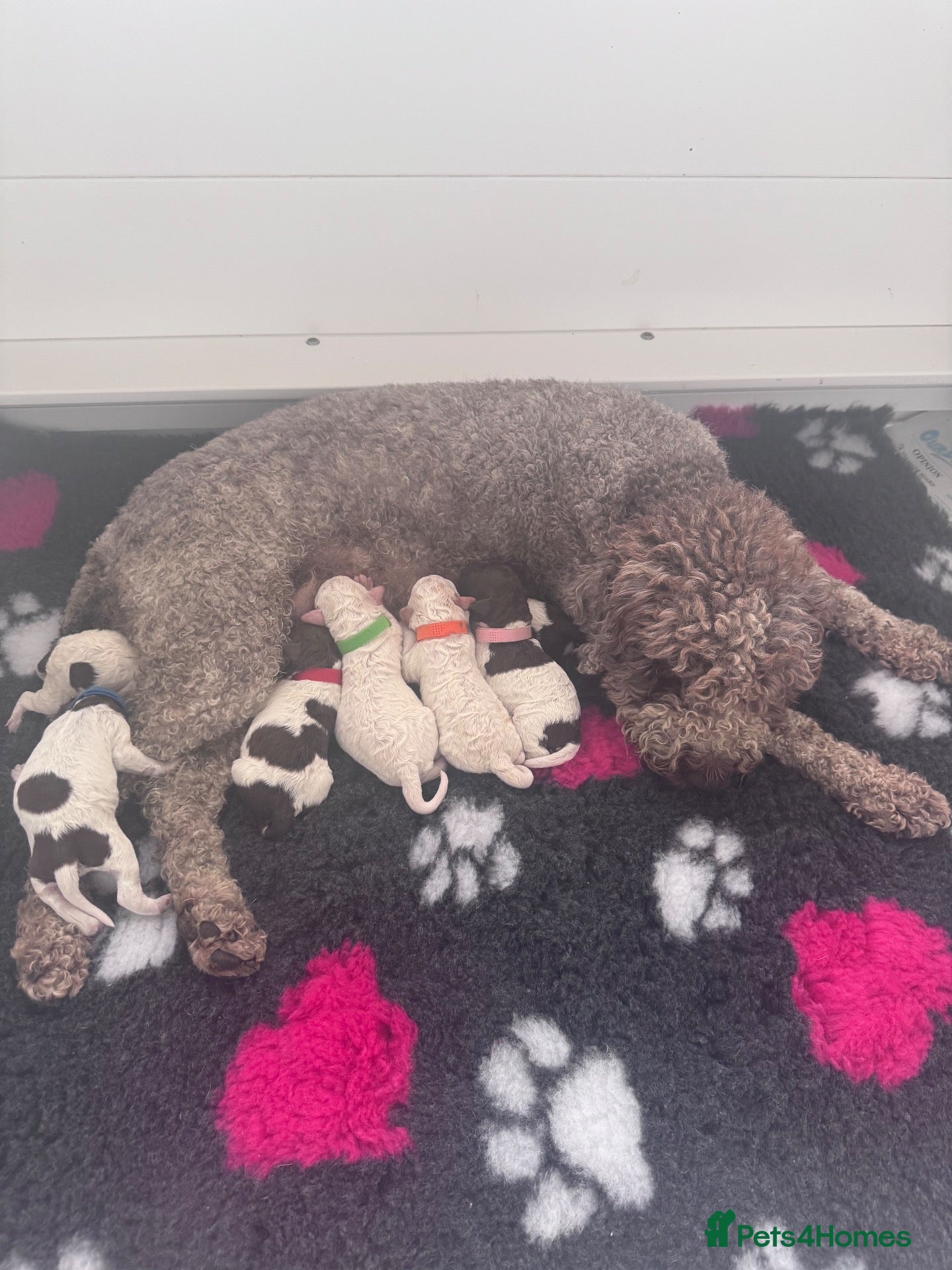 Lagotto Romagnolo dogs for sale: Bitch puppy unexpectedly available - Advert 18