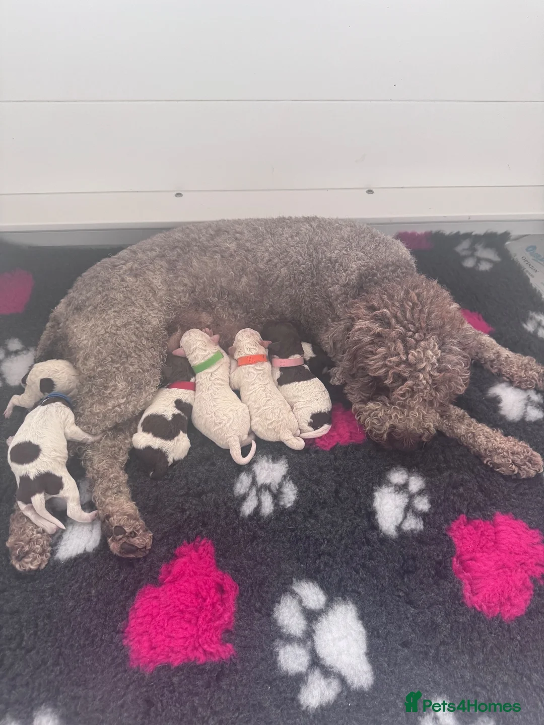 Lagotto Romagnolo dogs for sale: Bitch puppy unexpectedly available - Advert 1