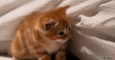 RagaMuffin cats Ragamuffin & Siamese tabby mixed kittens - Advert 9