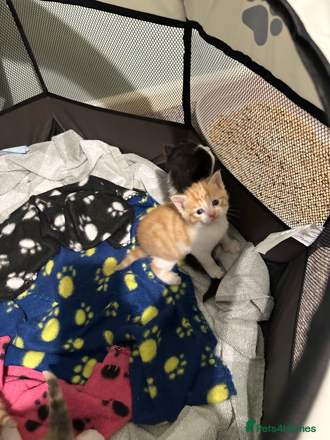 British Shorthair cats for sale: Kittens for loving homes  - Advert 8