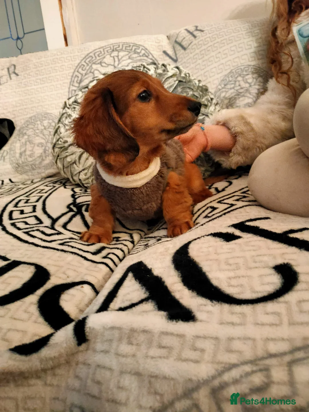 Miniature Dachshund dogs for sale: Miniature long haired daschunds  - Advert 10
