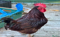 Chickens poultry for sale: Large cockerel / rooster -black copper maran - Image 3
