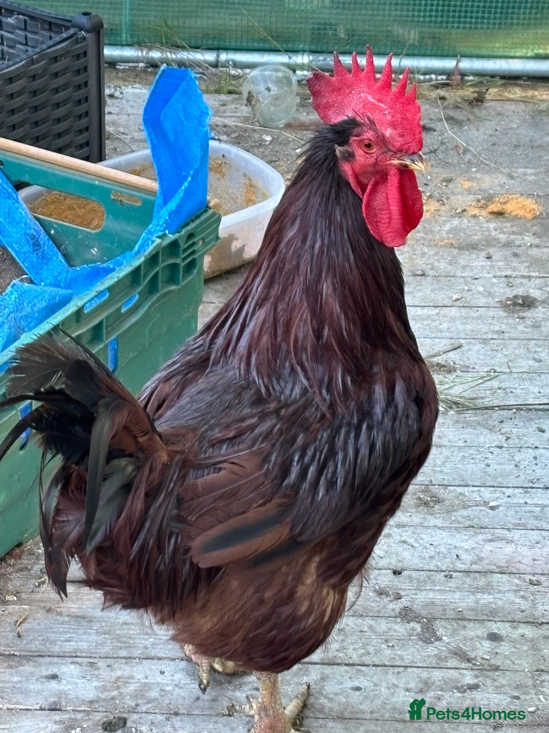 Chickens poultry for sale: Large cockerel / rooster -black copper maran - Image 3