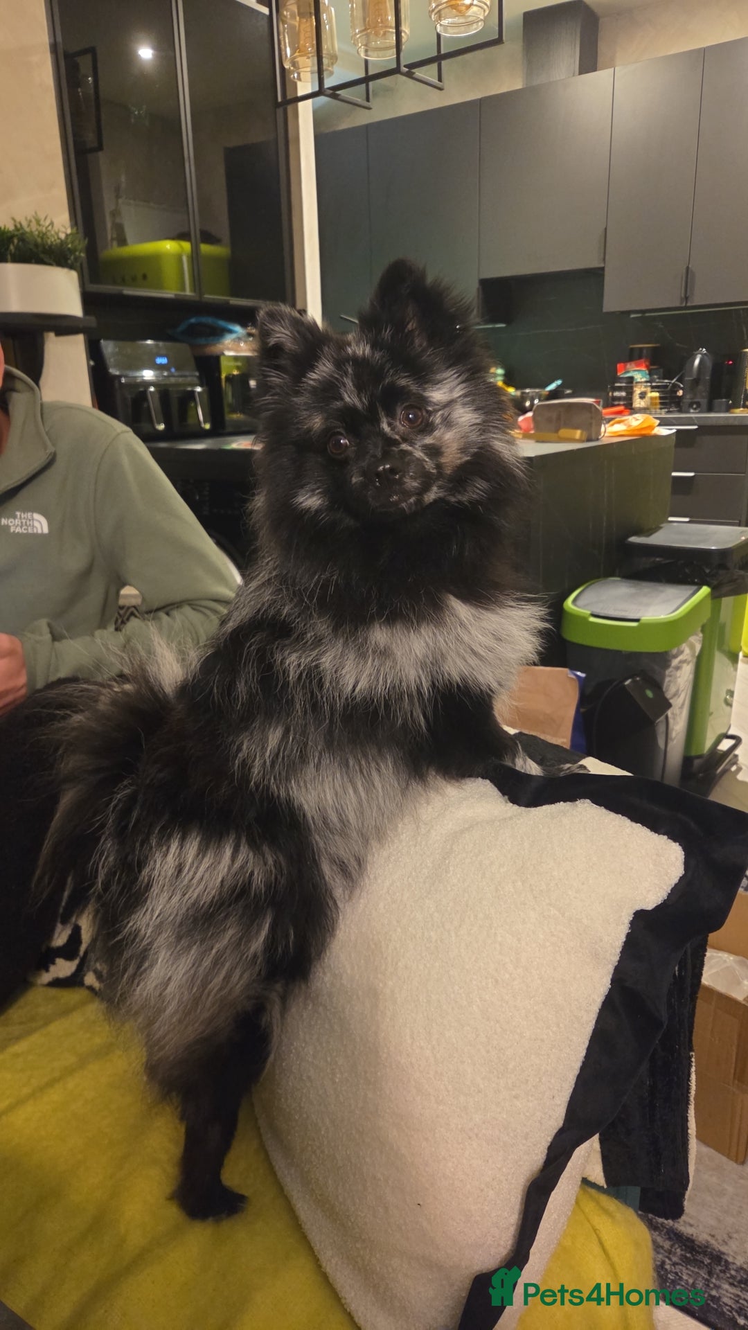 Pomeranian dogs for sale: One time only purebreed pom pups (blue merle gene) - Advert 1