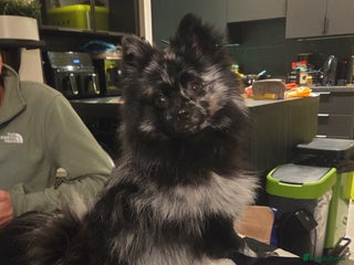 Pomeranian dogs One time only purebreed pom pups (blue merle gene) - Advert 6