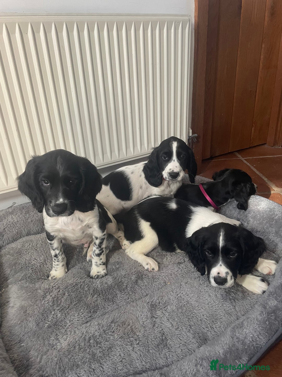 English Springer Spaniel dogs for sale: Beautiful English Springer Spaniels - Image 3