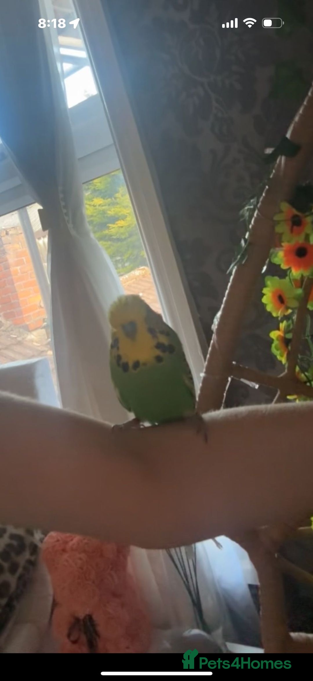 Budgerigars birds for sale: 🩵Very Tame Boys🩵 - Advert 3