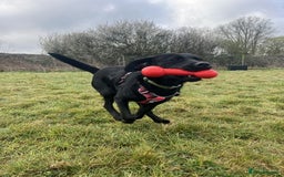 Mixed Breed dogs for adoption: Holly is in search of her forever home.  - Image 5