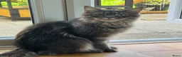 Maine Coon cats for sale: Active TICA Maine Coon blue smoke female nice  - Advert 8