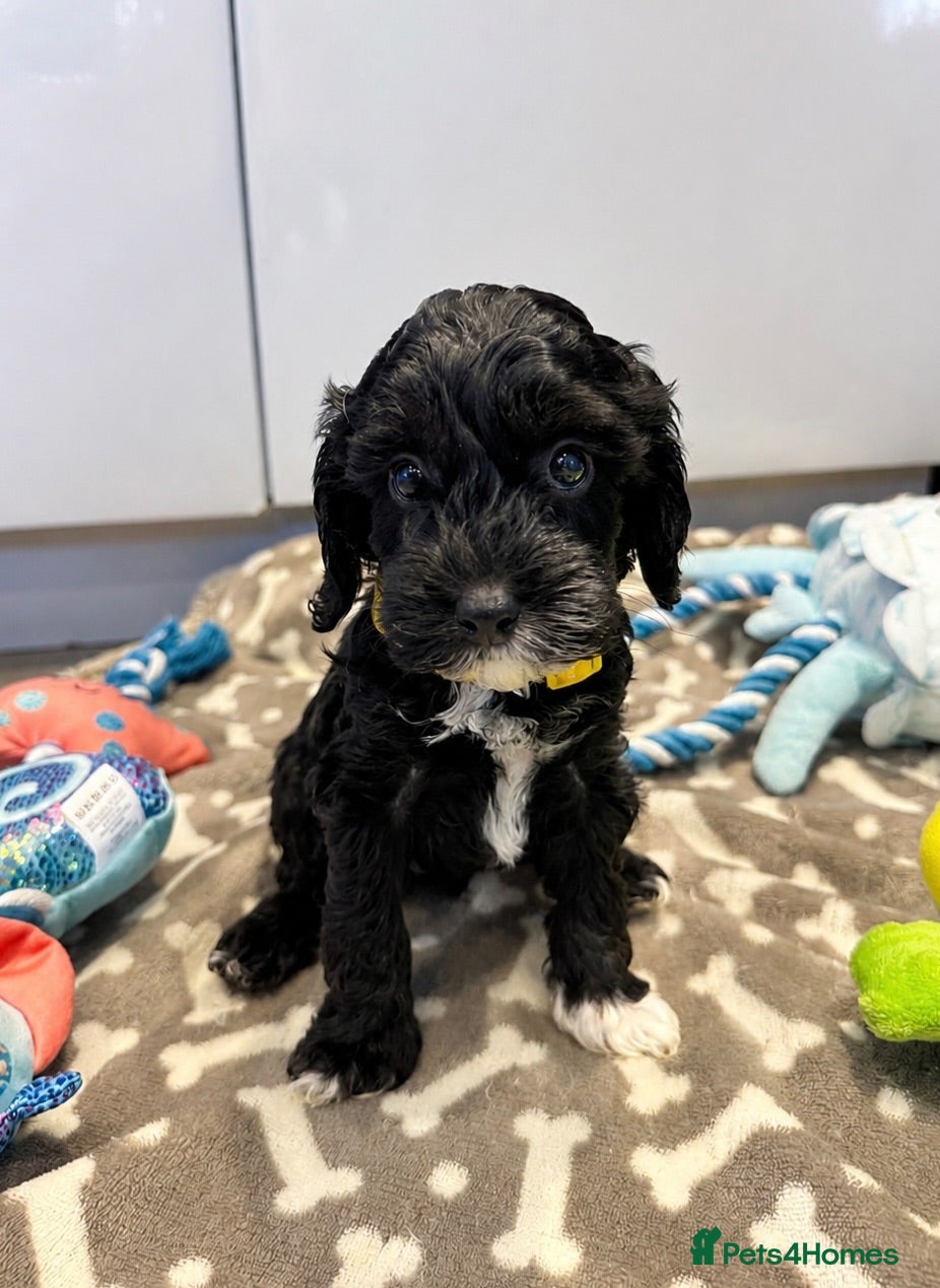 Cockapoo dogs 🐶🤍 ADORABLE F1 COCKAPOO PUPPYS 🤍🐶 - Advert 15