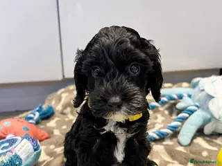 Cockapoo dogs 🐶🤍 ADORABLE F1 COCKAPOO PUPPYS 🤍🐶 - Advert 15