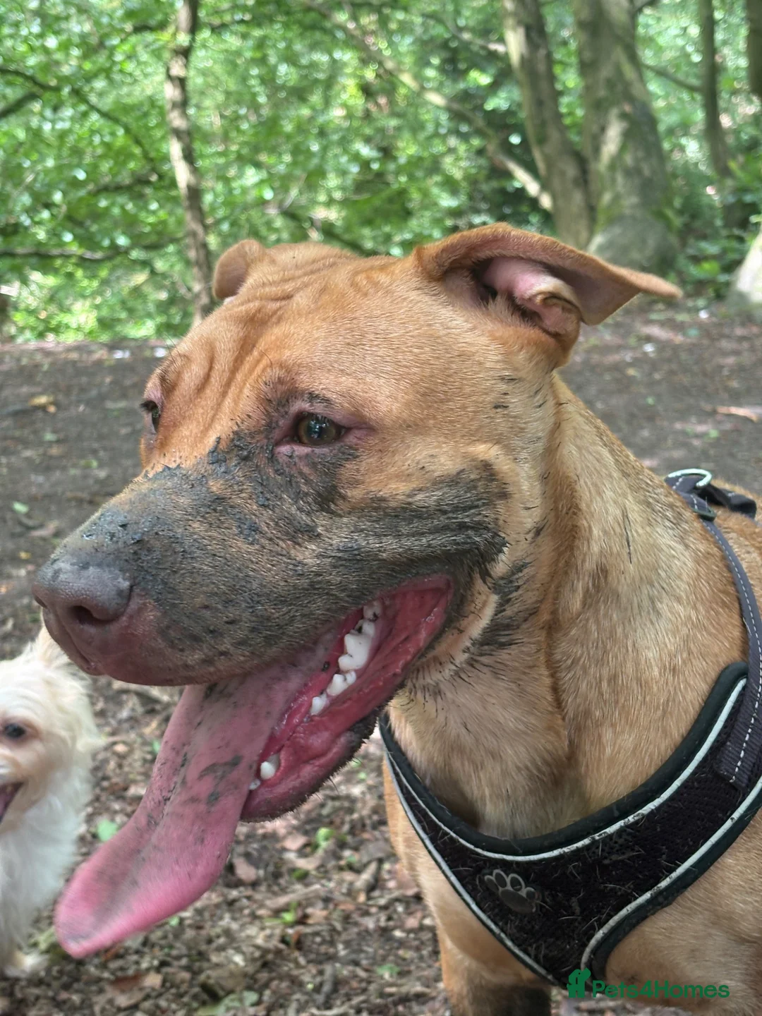Mixed Breed dogs for sale: Narla in Manchester - Advert 2