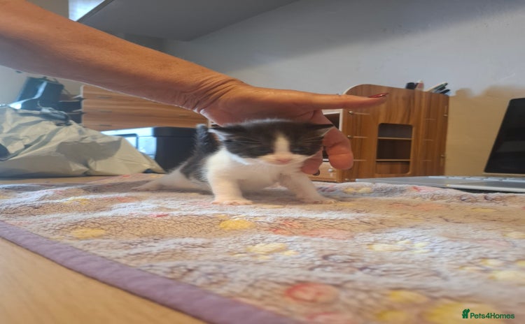Mixed Breed cats - Advert 16