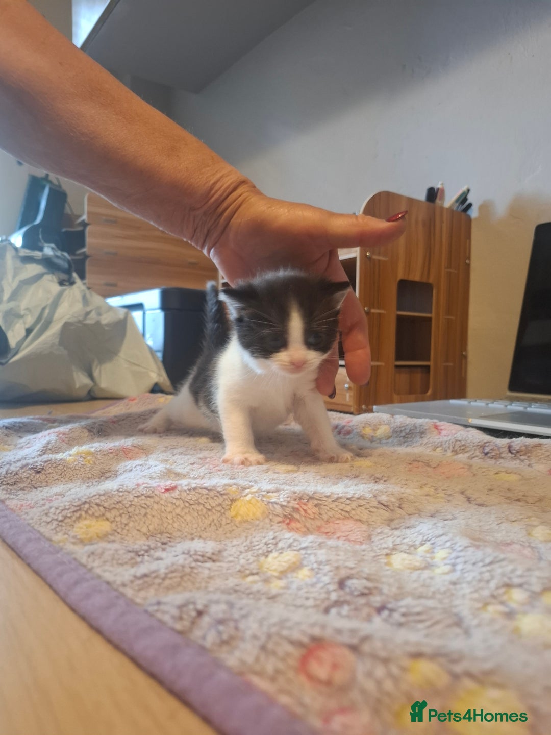 Mixed Breed cats for sale: 1 kitten left. READY NOW - Image 4