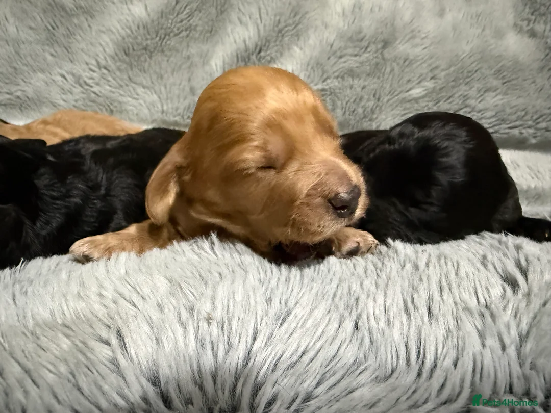 Cockapoo dogs for sale: Toy Cockapoos- KC & health tested parents  - Advert 10