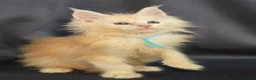 Maine Coon cats for sale: Ready now Maine Coon x2 boys - Advert 12