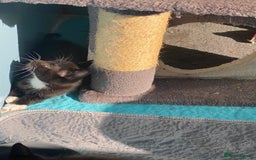 Mixed Breed cats for sale: 2 boys 1 girl left - Image 12