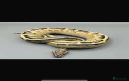 Python Snake reptiles for sale: Ball Pythons and Rack  - Image 2