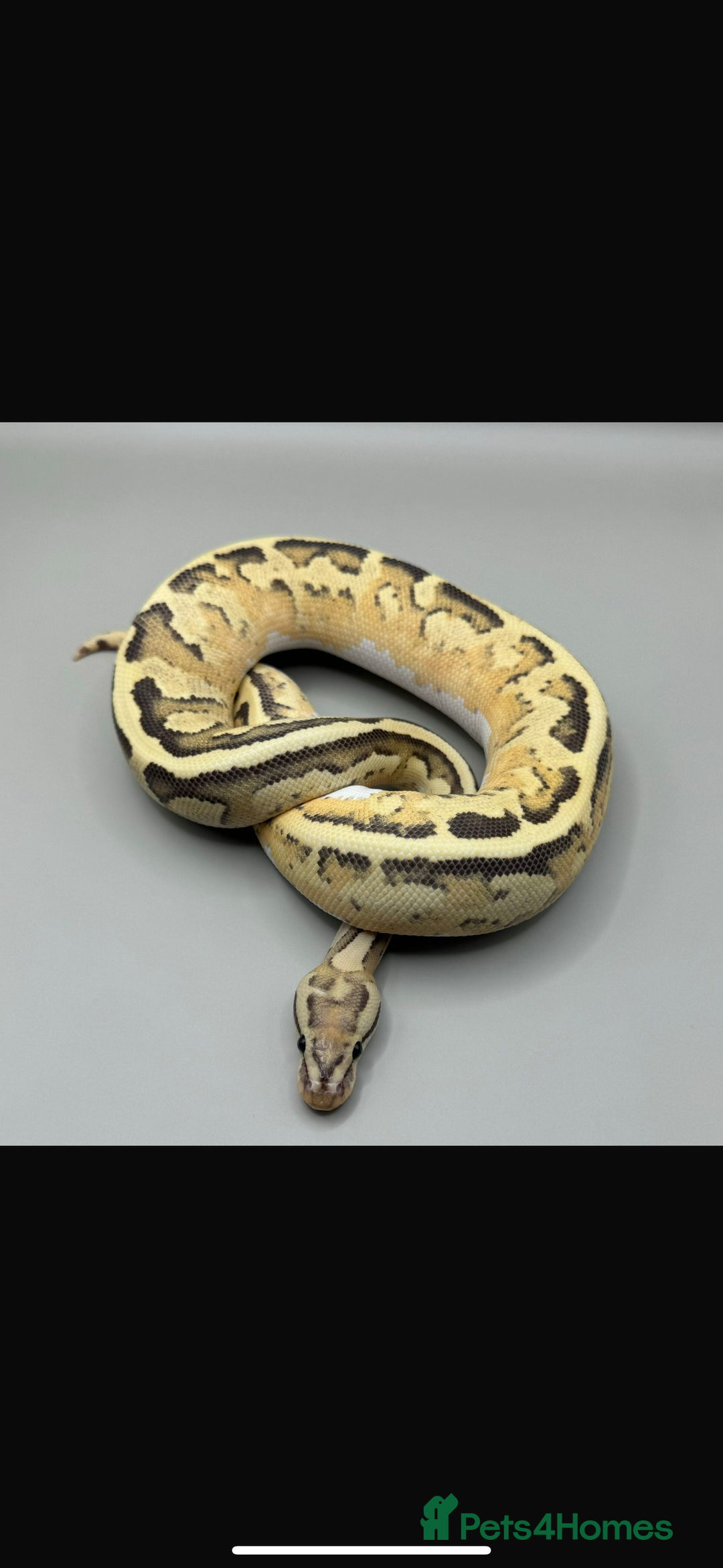 Python Snake reptiles for sale: Ball Pythons and Rack  - Image 2