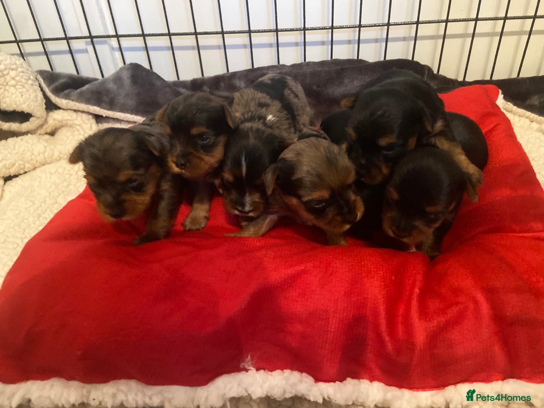 Yorkshire Terrier dogs for sale: Stunning rare coloured merle yokies. - Advert 3