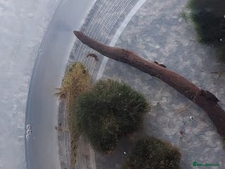 Axolotl reptiles Wild type axolotls for sale 5cm to 15cm - Advert 8