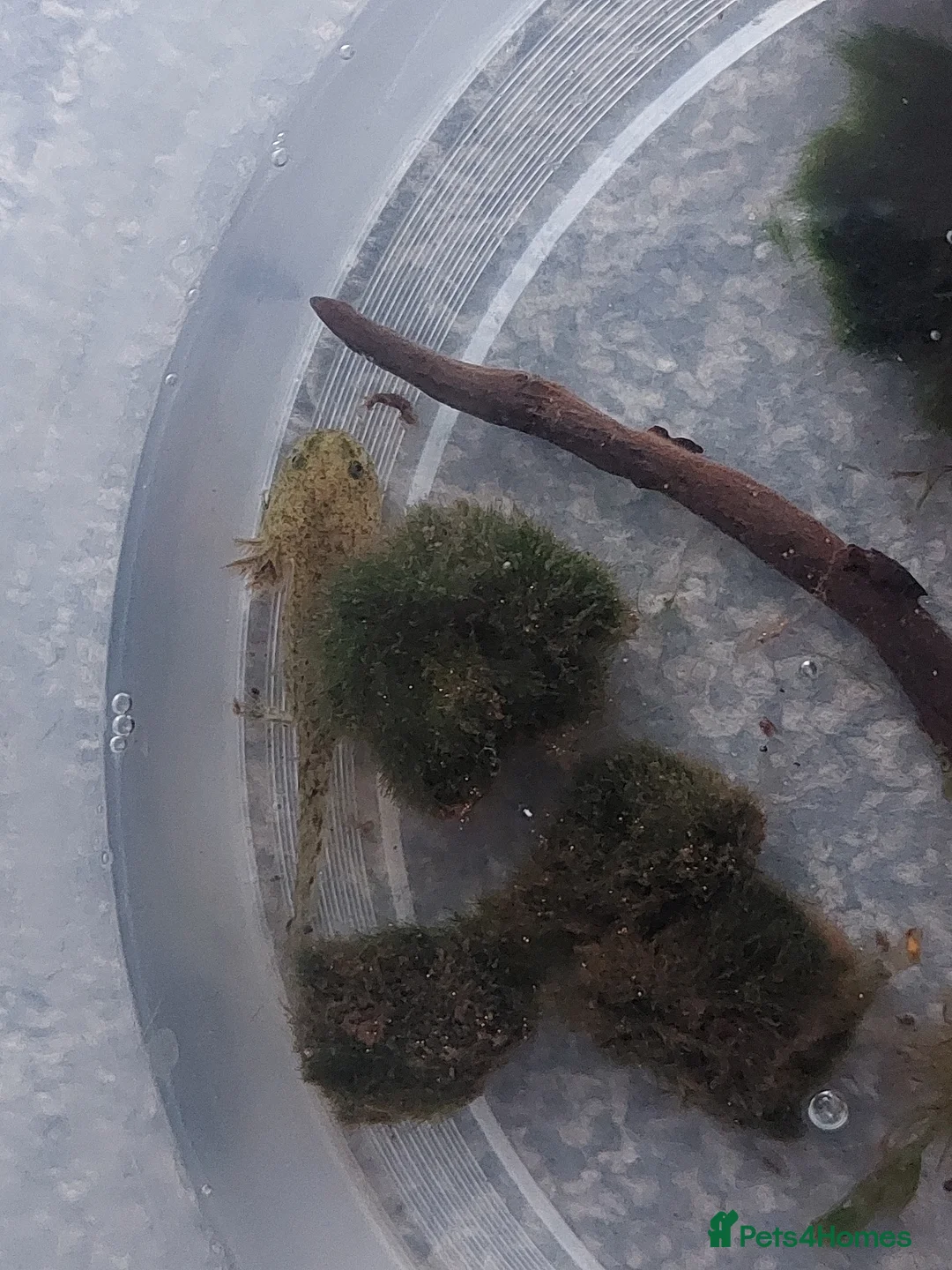 Axolotl reptiles for sale: Wild type axolotls for sale 5cm to 15cm - Advert 1