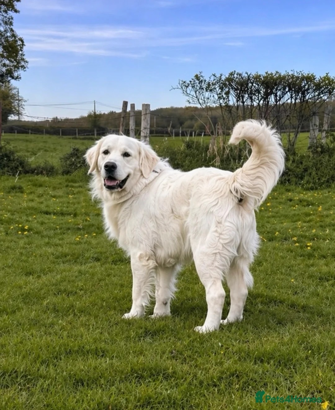 Golden Retriever dogs for stud: PROVEN & FULLY DNA CLEAR, ICT 1 & 2 CLEAR - Advert 2